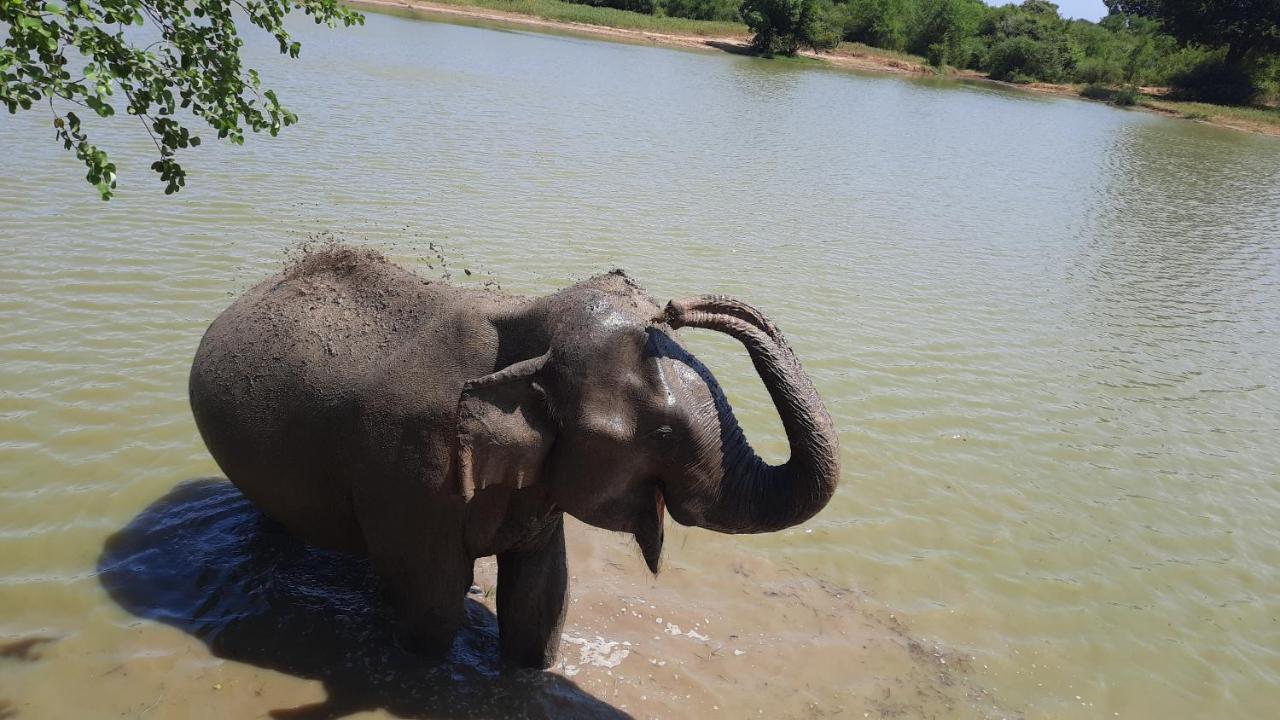 Wild Lake Side Udawalawe Exterior foto